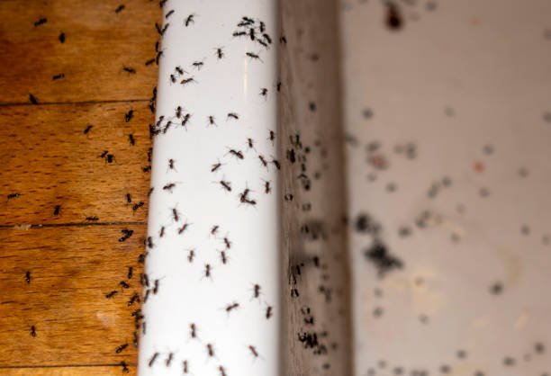 Best Wasp Removal Services  in Rutledge, TN
