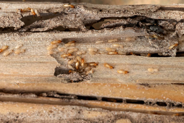 Best Exterminator Services  in Rutledge, TN